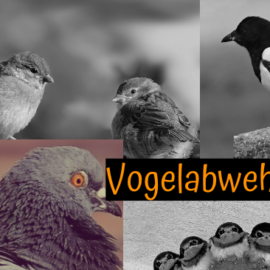 Vögel vertreiben – Top Tipps zur Vogelabwehr!
