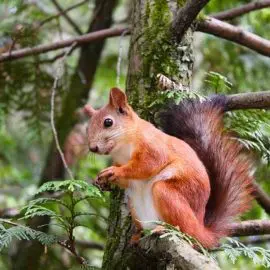 Eichhörnchen vertreiben – Nützliche Tipps gegen Eichhörnchen!
