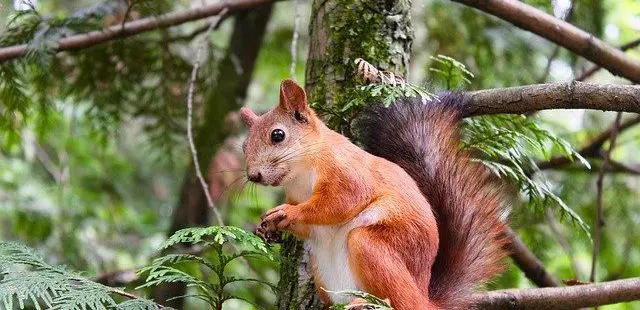 eichhörnchen loswerden