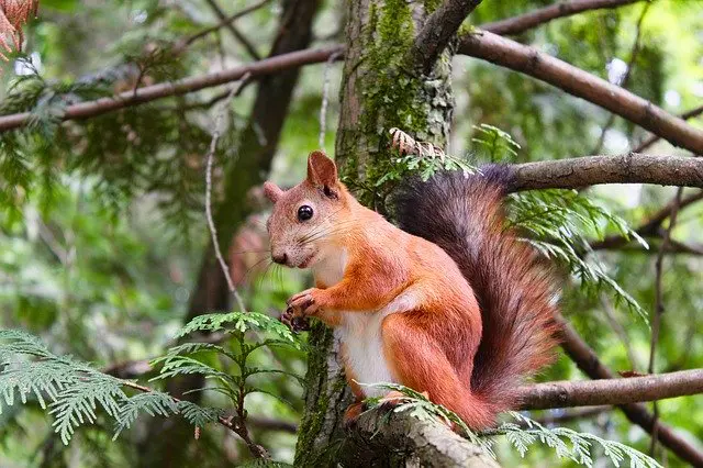 eichhörnchen loswerden