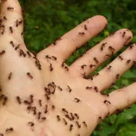 Ameisen vertreiben