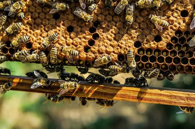 Bienen vertreiben