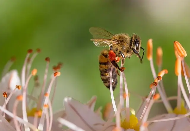 Bienen vertreiben