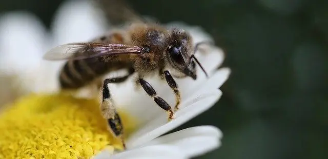 Bienen vertreiben