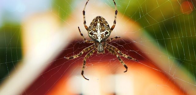 Spinnen gift gegen AdeSectin