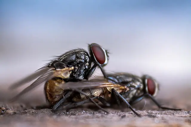 Fliegen vertreiben