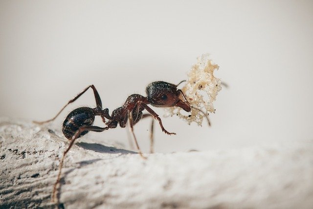 Ameisen vertreiben
