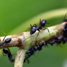 Die besten Ameisenköder