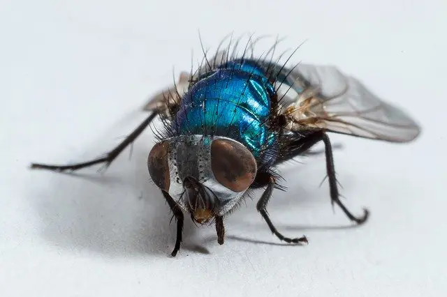 Fliegen vertreiben