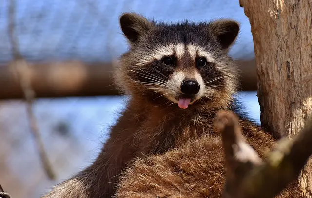 waschbär aus dem garten vertreiben