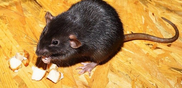 Ratten vertreiben