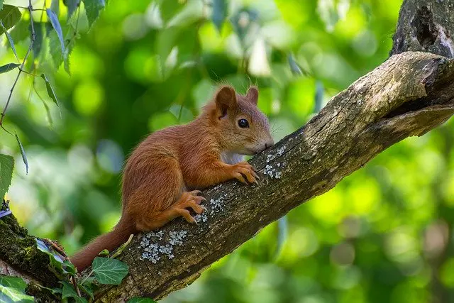 Eichhörnchen vertreiben