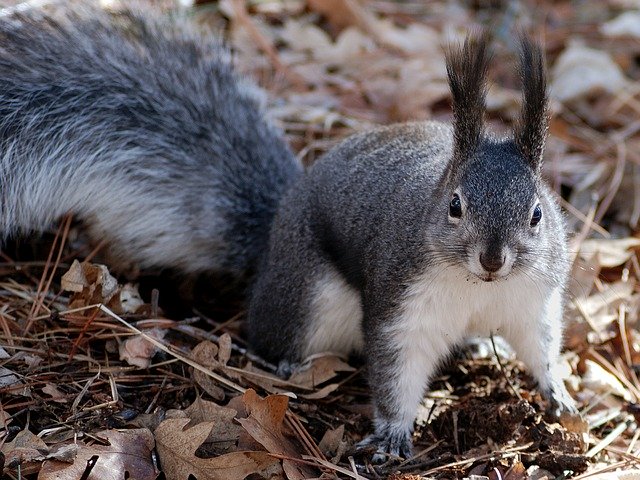graues eichhörnchen