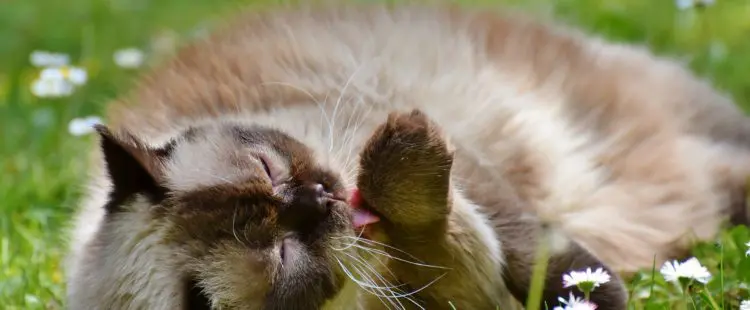 katze abwehren
