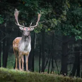 rehe vertreiben