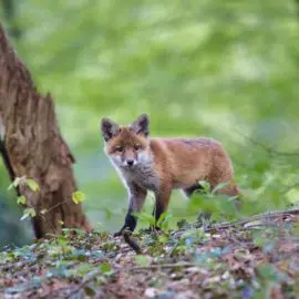 Fuchs im Garten – Fuchs Abwehren in wenigen Schritten!