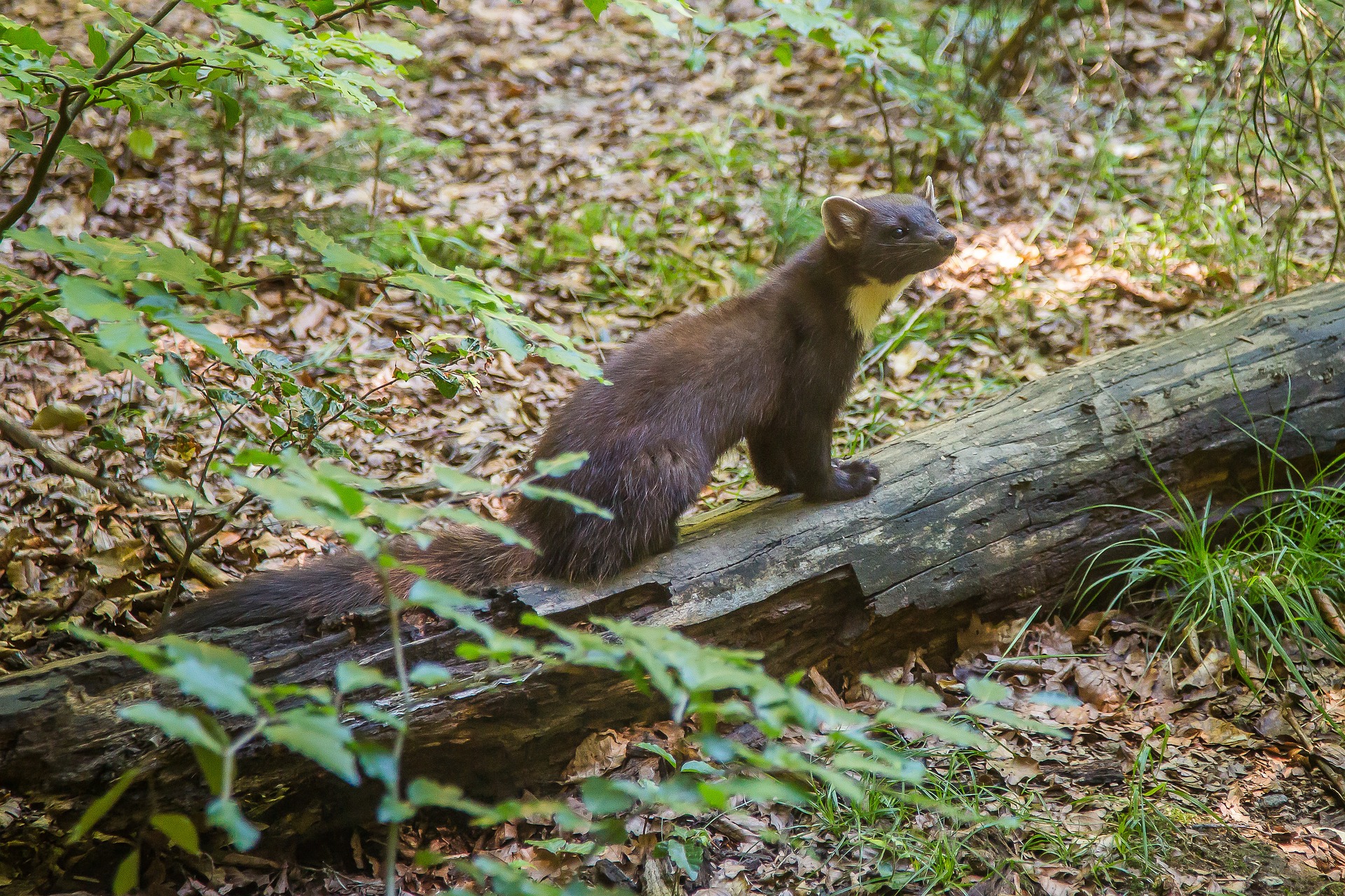 Wo Schlafen Marder Tagsuber