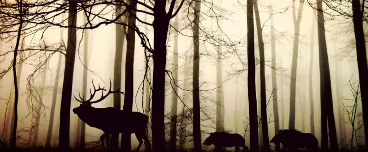 wildschweine fernhalten