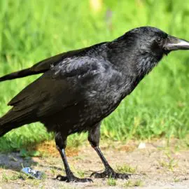 Krähen im Garten – Wie lassen sich diese intelligenten Vögel vertreiben?