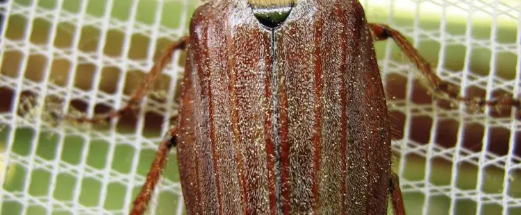 insektenschutz dachfenster