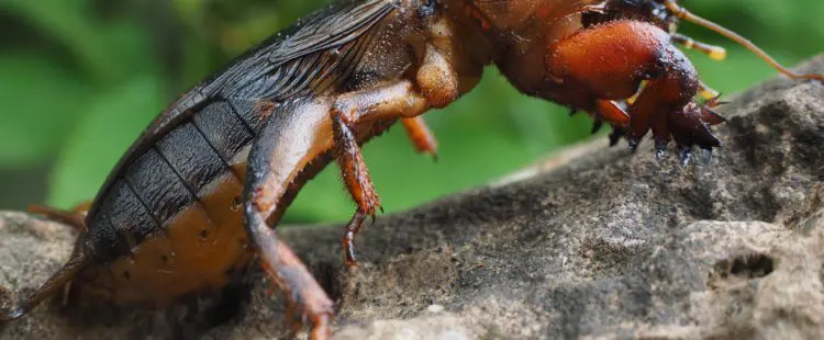 maulwurfsgrille bekämpfen