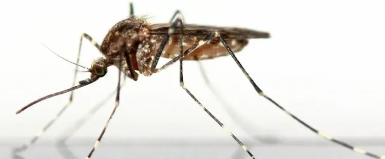 spannrahmen insektenschutz