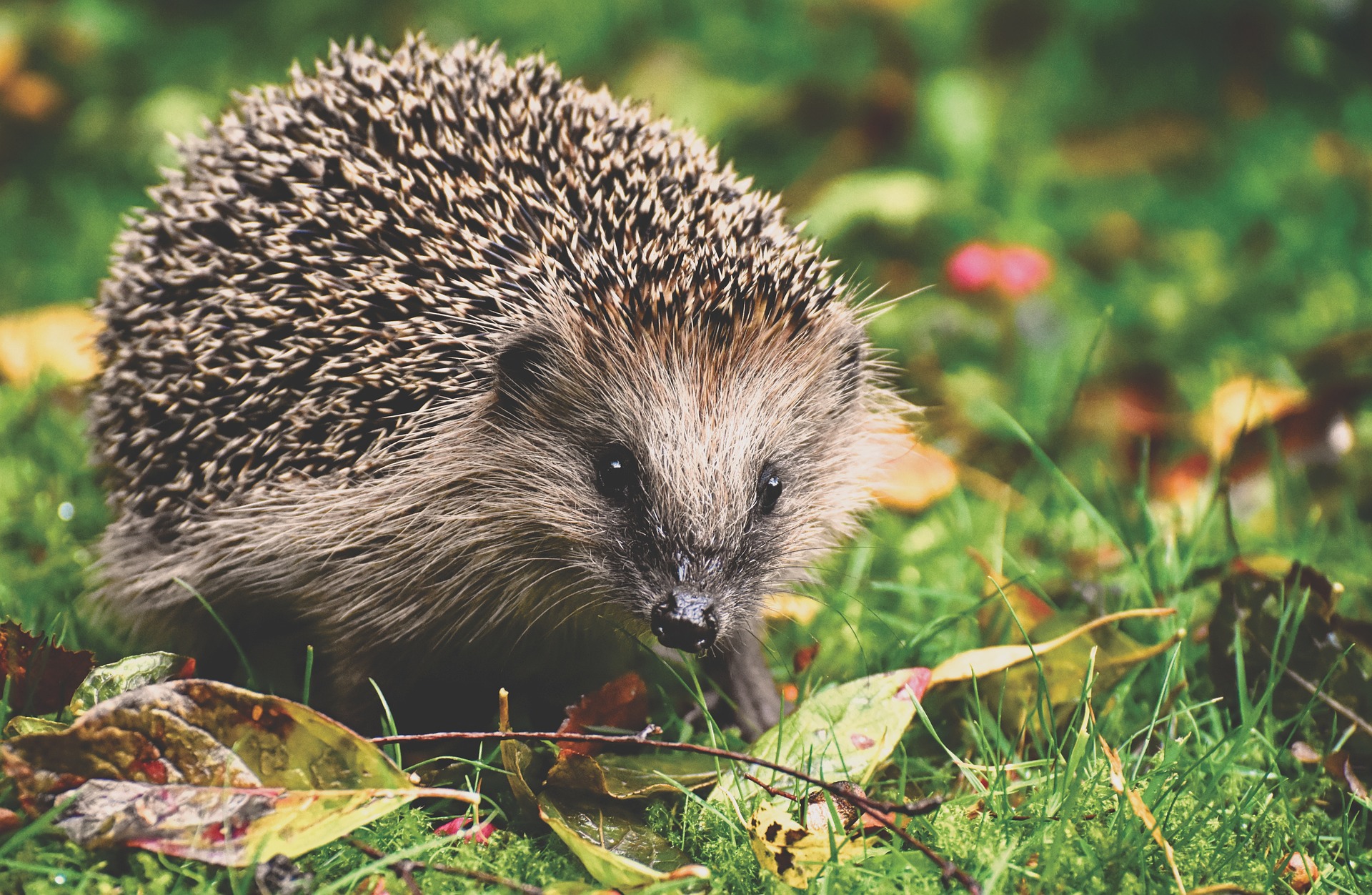 Der Igel im Garten Tipps zum Füttern und Überwintern DerVertreiber.de