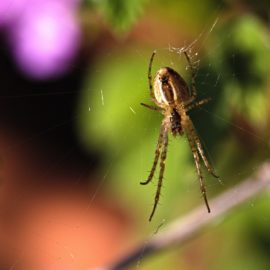 Effektive Methoden zur Bekämpfung von Spinnmilben auf Pflanzen